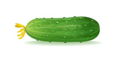 concombre frais vert. illustration vectorielle isolée sur fond blanc vecteur