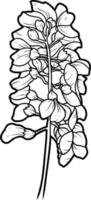 acacia fleurs et feuilles croquis dessin au trait vecteur