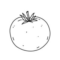 tomate isolé sur fond blanc. aliments sains biologiques. illustration vectorielle dessinée à la main dans un style doodle. parfait pour les cartes, logo, décorations, recettes, divers designs. vecteur