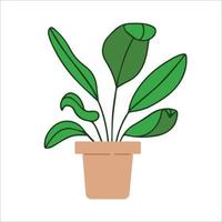 ficus vert frais avec pot.house plante poussant dans pot.home et décoration intérieure de bureau. décor intérieur feuillage en pot de fleurs. illustration de vecteur plat isolé sur fond blanc.