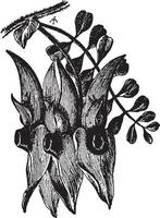 illustration vintage de clianthus dampieri. vecteur