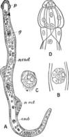 ver dicyemennea eledones trouvé dans le rein de la pieuvre, illustration vintage. vecteur