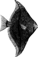 poisson plat, illustration vintage. vecteur