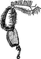 jambe d'abeille, illustration vintage. vecteur
