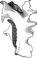 larve de papillon blanc à carreaux et chrysalide, illustration vintage. vecteur