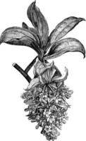 branche fleurie de medinilla magnifica illustration vintage. vecteur