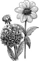 illustration vintage de dahlias. vecteur