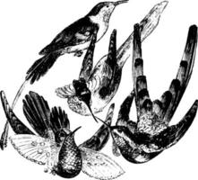 colibris, illustration vintage. vecteur