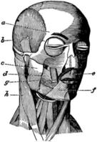 muscles du visage et du cou, illustration vintage. vecteur
