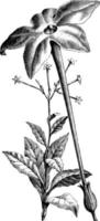 plante et fleur détachée de nicotiana acutiflora illustration vintage. vecteur