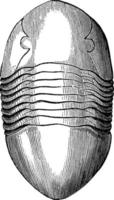 asaphus gigas un trilobite, illustration vintage. vecteur