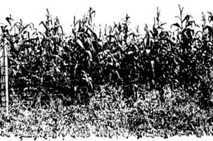 grande récolte de maïs, illustration vintage. vecteur
