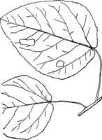 genre populus, L. tremble, illustration vintage de peuplier. vecteur