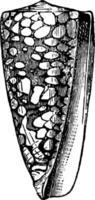 illustration vintage de cône nobilis. vecteur