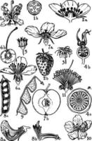 ordres de plantanceae, rosaceae et illustration vintage de leguminosae. vecteur