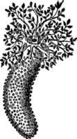 phyllophorus urna, illustration vintage vecteur