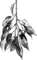 illustration vintage ficus benjamina. vecteur