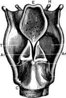 vue arrière du larynx, illustration vintage. vecteur