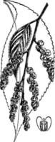 illustration vintage de stachyurus praecox. vecteur