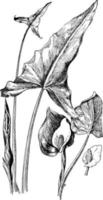 p. virginica et c. illustration vintage palustris. vecteur