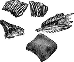 fossiles de poissons carbonifères, illustration vintage. vecteur