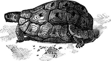 tortue, illustration vintage vecteur