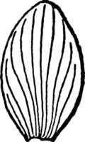 illustration vintage de sépale kingcup. vecteur