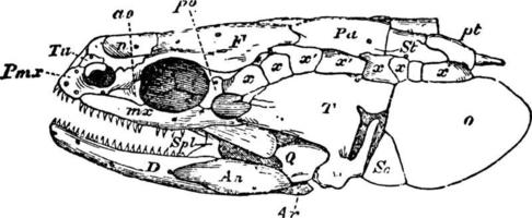 crâne de polypterus, illustration vintage. vecteur