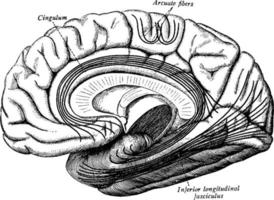 cortex cérébral, illustration vintage. vecteur