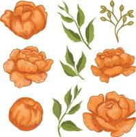 ensemble de fleur de pivoine aquarelle, clipart flore orange vecteur