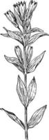 illustration vintage de l'ague-weed. vecteur