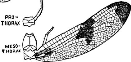 section du mésothorax de l'éphémère, illustration vintage. vecteur