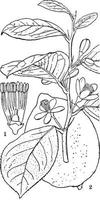 agrumes, fruits, citron, fleurs, illustration vintage de pistil. vecteur