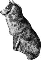 chien esquimau, illustration vintage. vecteur