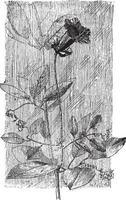 cobaea scandens illustration vintage. vecteur