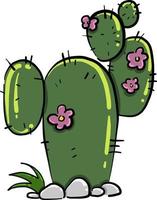 Cactus vert , illustration, vecteur sur fond blanc