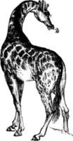 girafe, illustration vintage. vecteur