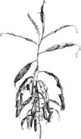 tige de nepenthes distillatoria illustration vintage. vecteur