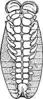 embryon de scorpion, illustration vintage. vecteur