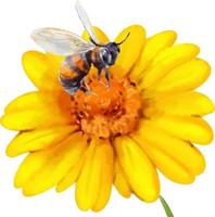 abeille sur un dessin vectoriel de couleur aquarelle fleur. thème du miel.