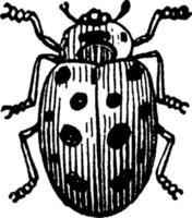 coccinelle, illustration vintage. vecteur