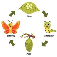 le cycle de vie du papillon vecteur