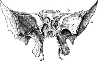 os sphénoïde du crâne humain, illustration vintage. vecteur