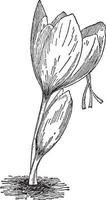 illustration vintage de crocus sativus. vecteur