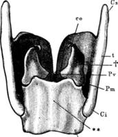 larynx, illustration vintage. vecteur