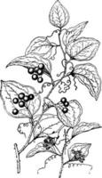 illustration vintage de smilax glauca. vecteur