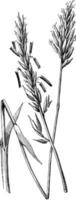 illustration vintage d'herbe anthoxanthum odoratum. vecteur