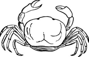 crabe d'huître, illustration vintage. vecteur