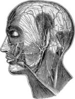 nerfs superficiels de la tête, illustration vintage. vecteur