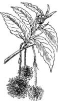 illustration vintage de fleur de hêtre. vecteur